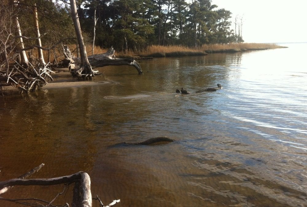 Bodie Island Kayak Tour