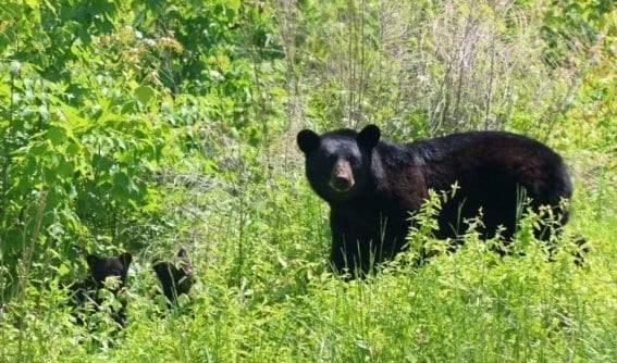 Outer Banks Bear Tours ~ Safe, fun & educational tours on the OBX.