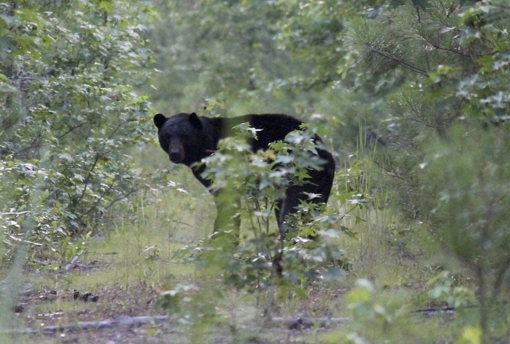 Black Bear Tours on the Outer Banks