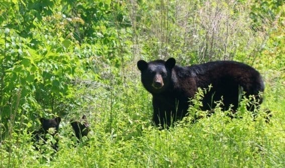 Outer Banks Bear Tours