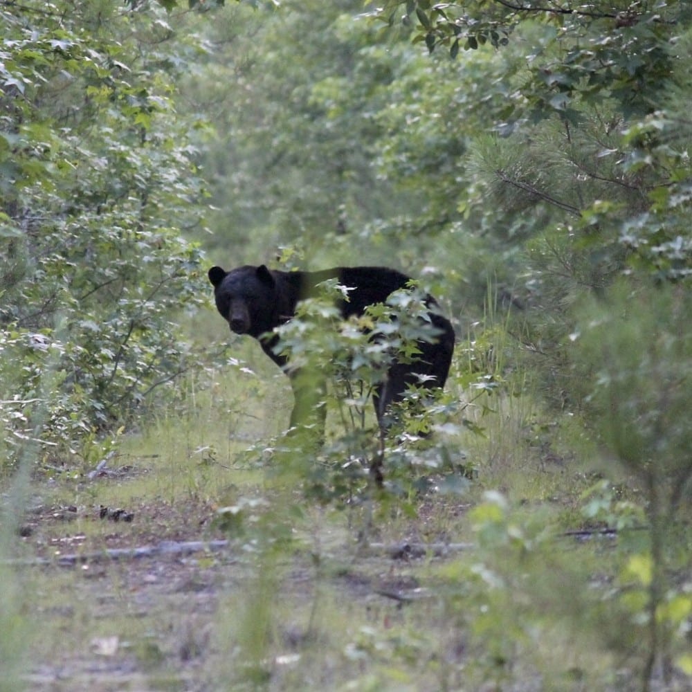 Come see black bear in their natural environment on the Outer Banks!!