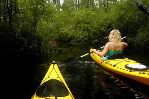 Alligator River Kayak Tour ~ Safe, fun & educational Outer 
